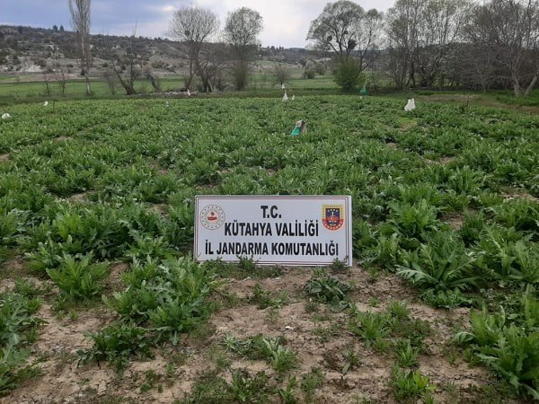 Emet’te 55 Bin 500 Kök Kaçak Ekilmiş Haşhaş Bitkisi Ele Geçirildi