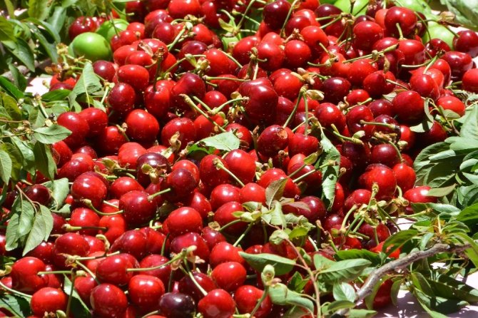 Başkan Soyer’den Kiraz Hasadına Destek Çağrısı