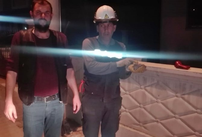 Yuvadan Düşen Yavru Kumru Sepetli Araç İle Yeniden Yuvaya Konuldu