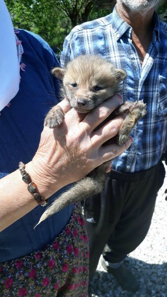 Yavru Kızıltilki Barınağa Teslim Edildi