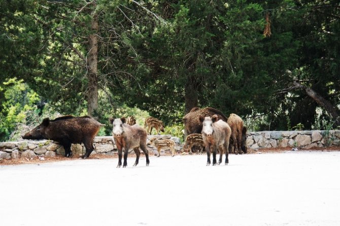 Bodrum’da Şehre İnen Domuzu Beslediler