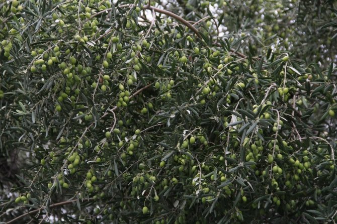 Aliağalı Zeytin Üreticilerine Önemli Duyuru