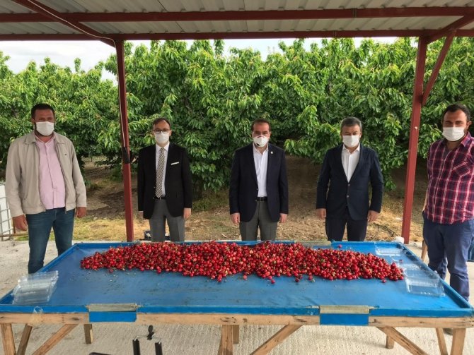 Bakan Pakdemirli, Kuzey Yarım Küre’nin İlk Kiraz Hasadına Katıldı