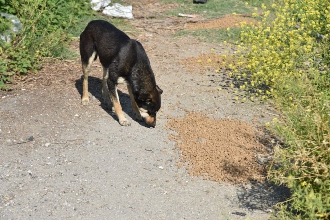 Manisa’da Sokak Hayvanları Unutulmadı