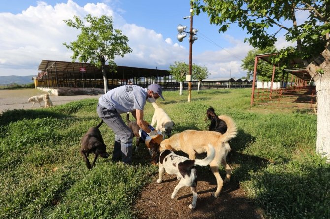 Efeler’de Sokak Hayvanları Unutulmadı
