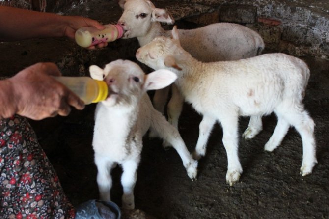 Annesini, Yılanın Öldürdüğü Kuzulara Bebek Gibi Bakıyor