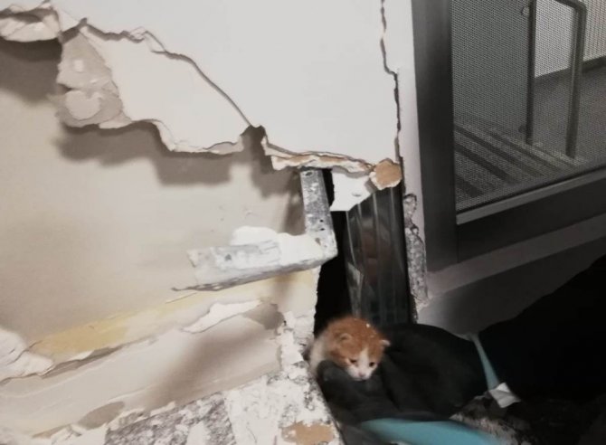 Banka Duvarının İçine Sıkışan Yavru Kedi Kurtarıldı