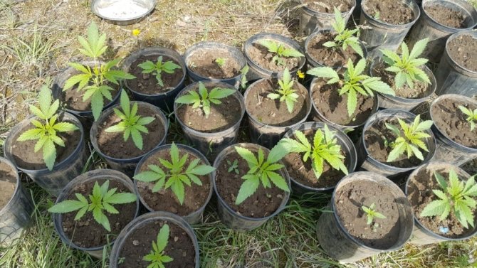 Ormanlık Alanda Saksıda Yetiştirilen Kenevirler Jandarmaya Takıldı