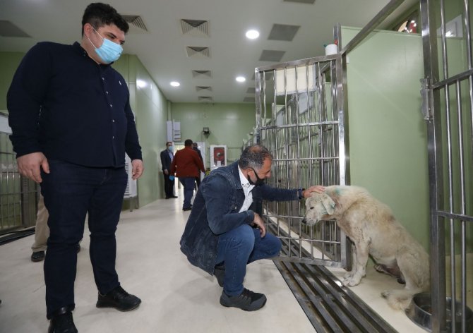 Yaralanan Köpek Örnek Dayanışma İle Hayata Döndü