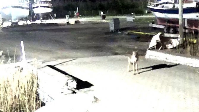 Yerleşim Yerine İnen Kurt Güvenlik Kameralarına Takıldı