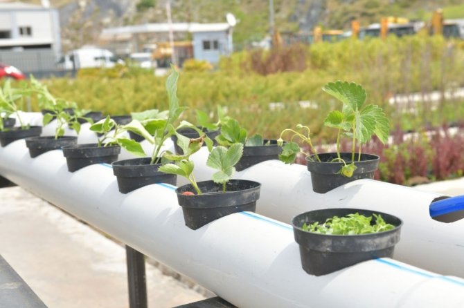 İzmir Çiğli Balkonlarından Topraksız Tarıma Destek