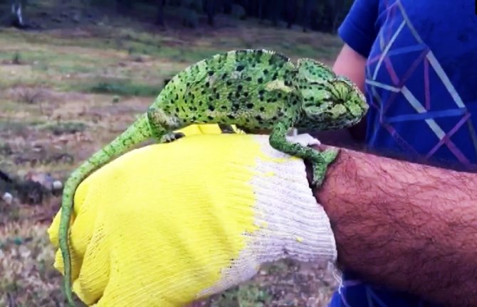 Kara Yolunda Akdeniz Bukalemunu Bulundu