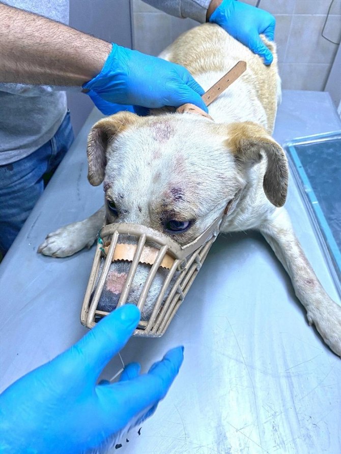 Haluk Levent Eziyet Edilen Hayvanlar İçin Harekete Geçti