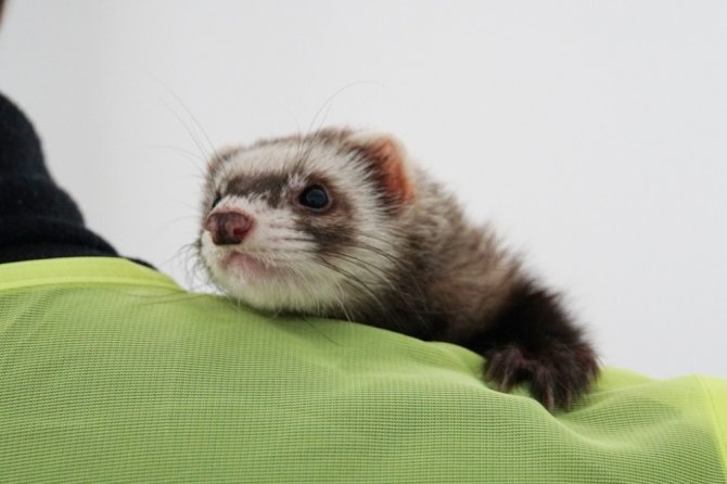 Feret, İlgi Odağı Oldu