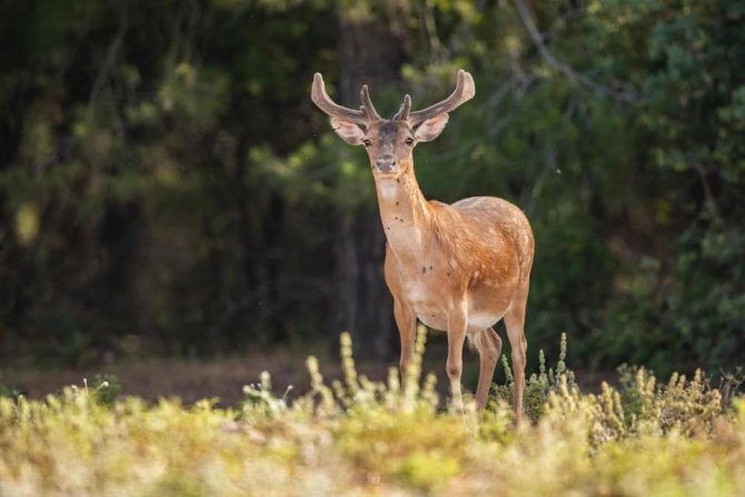 Alageyikler Dilek Yarımadasını Vatan Edindi