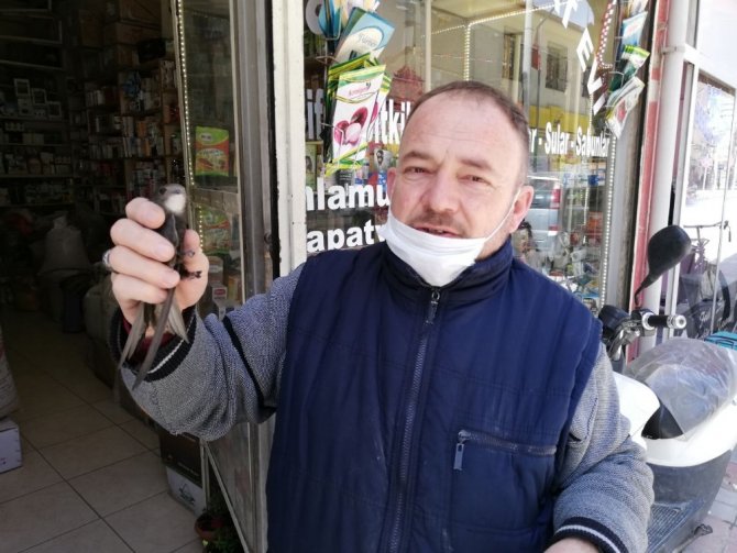 Esnaf İpe Dolanan Ebabil İçin Seferber Oldu