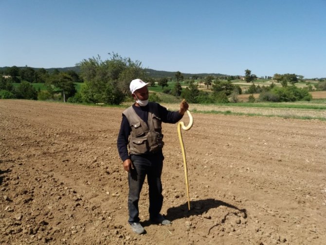 Çiftçi Eliyle Yakaladığı 1.5 Metre Uzunluğundaki Yılanla Böyle Oynadı