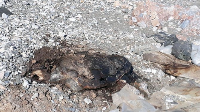 Gökova Sahilinde Ölü Caretta Bulundu