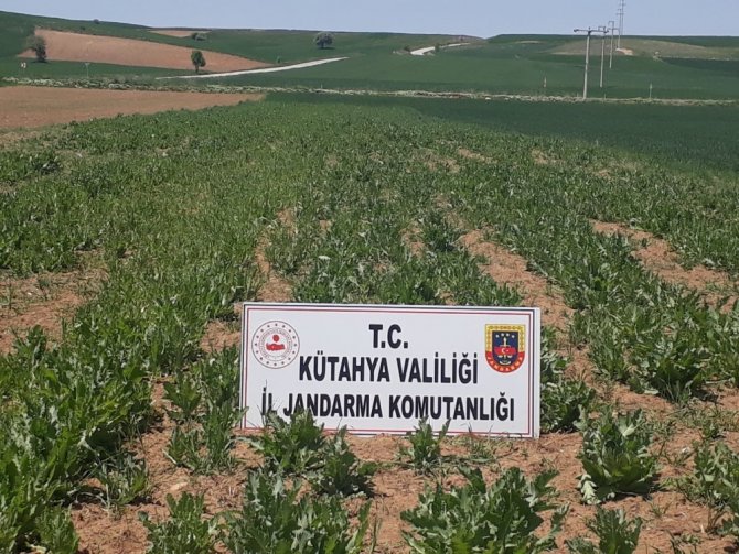 Kütahya’da 69 Bin Kök Kaçak Ekilmiş Haşhaş Bitkisi Ele Geçirildi