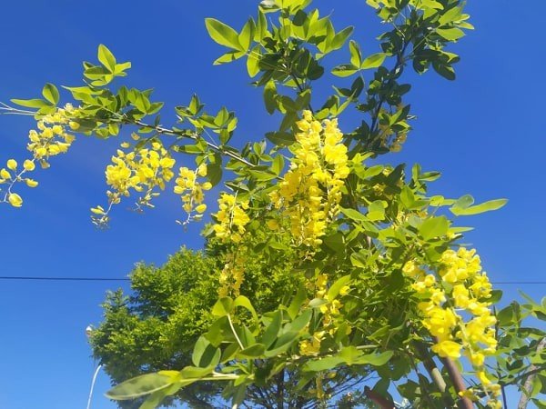 Arıların Bal Üretmesi İçin Akasya Ağaçlarına Aşı Yapıyor