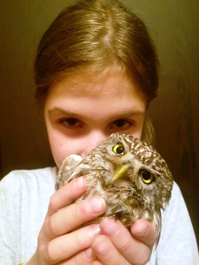 9 Yaşındaki Defne Yaralı Baykuşu İyileştirdi