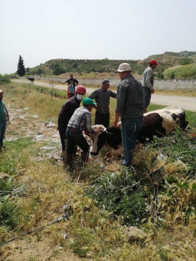 Sulama Kanalına Düşen İneği İtfaiye Ekipleri Kurtardı