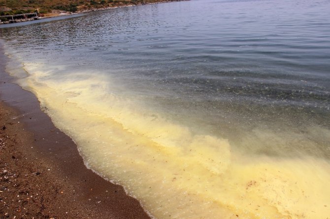 Bodrum’da Sarı Deniz Paniği