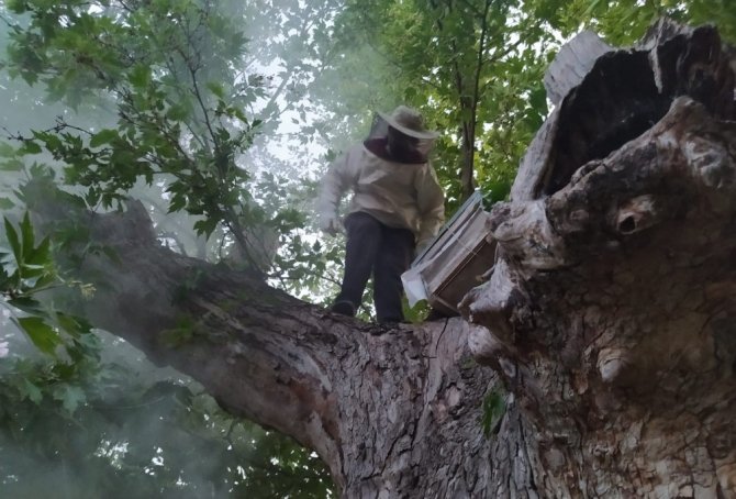 Çiftçilere Saldıran Arılar Kovana Alındı