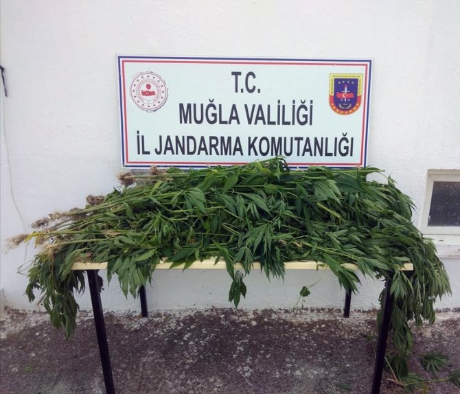 Tarlasına Ürün Yerine Kenevir Ekti