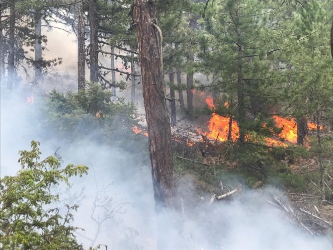 Uşak’ta Orman Yangını