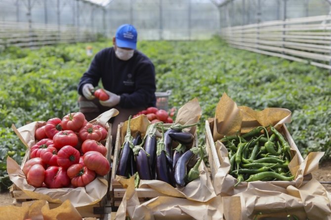 Ata Tohumlarından Üretilen 3 Milyon Fide Vatandaşlarla Buluştu