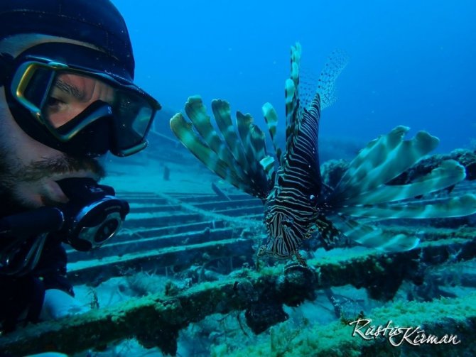 Kuşadası’nda Zehirli Aslan Balığı Görüldü