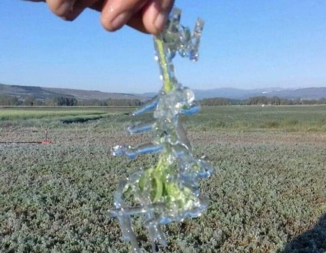 Kütahya İl Tarım Müdürü Özçalık: "Üreticimiz Mağdur Olmayacak"