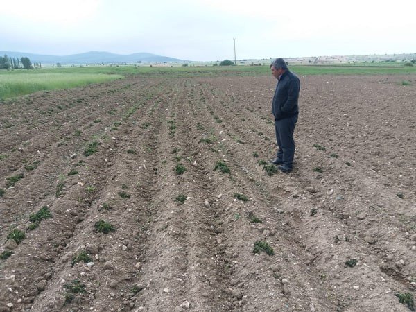 Mayıs Ayında ’’Don’’ Zarara Yol Açtı