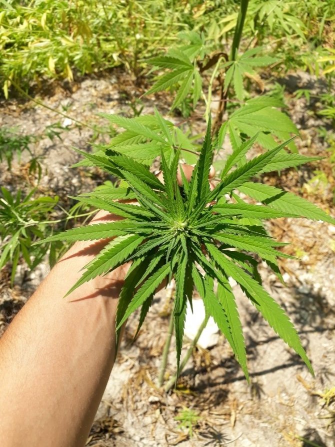 Kenevirleri Sularken Suçüstü Yakalandı