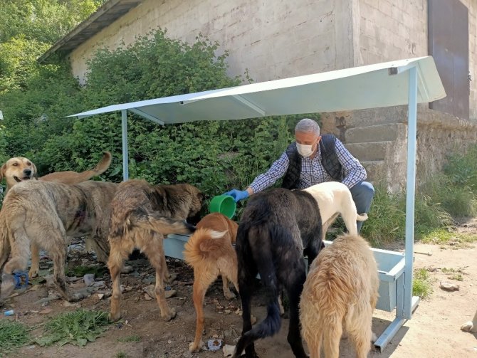 Ramazan Bayramı’nda Sokak Hayvanları Unutulmadı