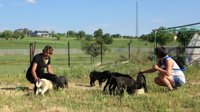 Pişirdikleri Yemeklerle Sokak Hayvanlarını Besliyorlar