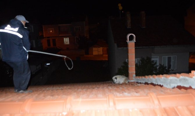 Çatıda Mahsur Kalan Köpek İtfaiye Ekiplerince Kurtarıldı