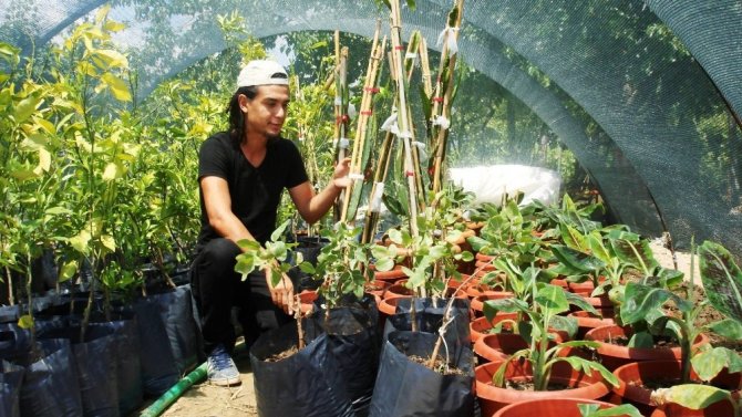 Genç Ziraat Teknikerinden Sarıgöl’e Tropikal Meyve Fidanı