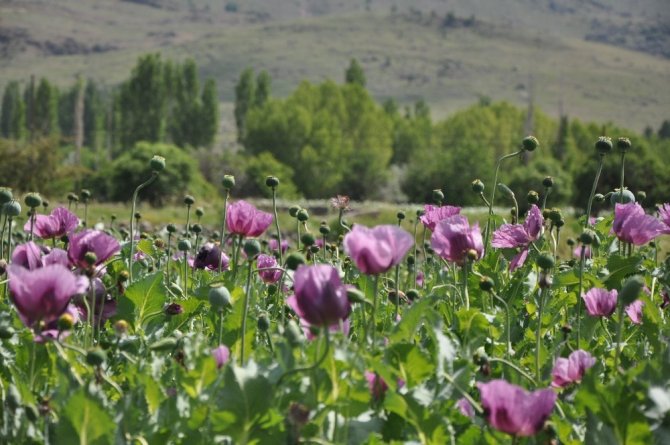 Haşhaş Çiçeklerinden Görsel Şölen