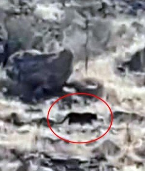 Bodrum’da Jaguara Benzetilen Hayvan Merak Uyandırdı