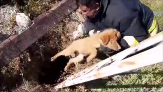 Çukura Düşen Yavru Köpek İtfaiye Tarafından Kurtarıldı