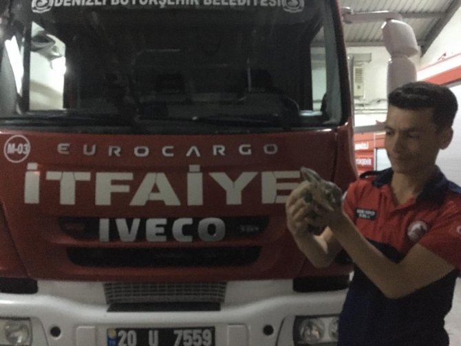 Tavşanı Önce Kurtardılar Sonra Koruma Altına Aldılar