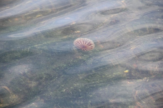 İzmir’de Sokaklar Boş Kaldı, Körfezde Deniz Canlıları Gün Yüzüne Çıktı