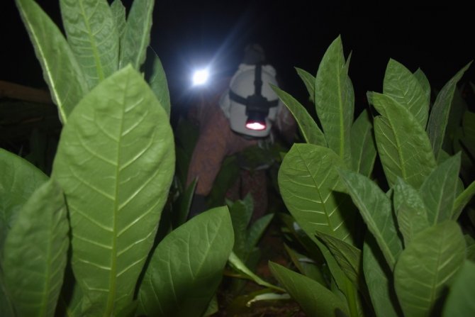 40 Gün Boyunca Uykuyu Unutuyorlar