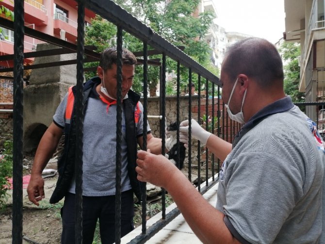 Yavru Kediye Belediye Sahip Çıktı