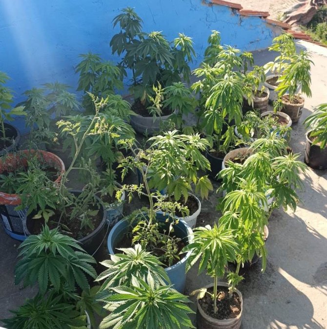 Kütahya’da 130 Kök Hint Keneviri Ele Geçirildi