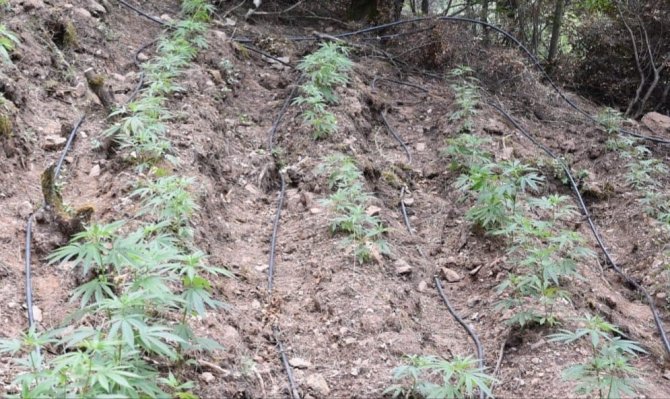 Manisa’da 966 Kök Kenevir Bitkisi Ele Geçirildi