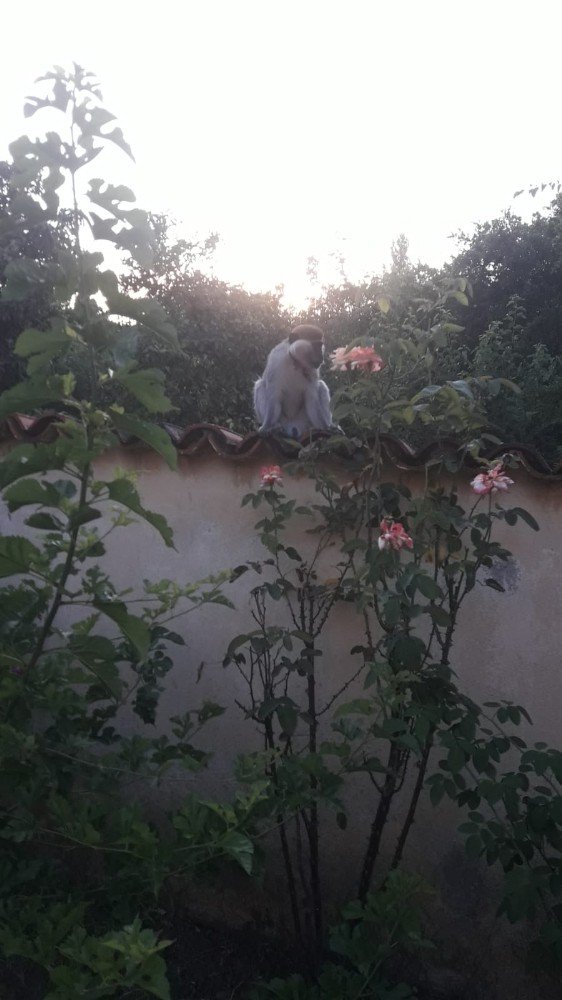 Firari Maymunu Yakalamak İçin Ekipler Seferber Oldu