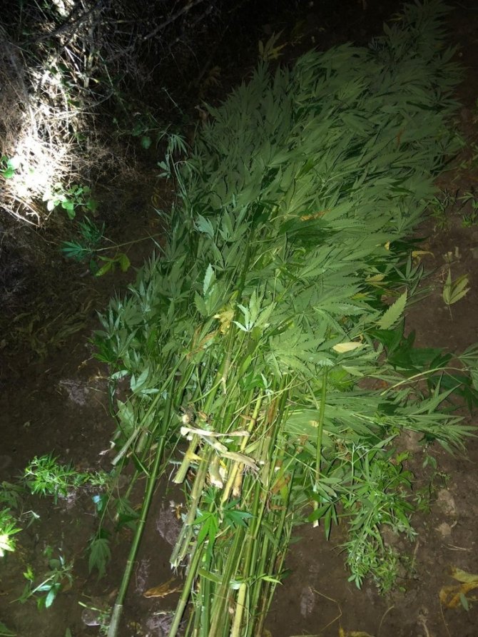 Ormanlık Alanda Kurutulmaya Bırakılan Kenevirler Bulundu